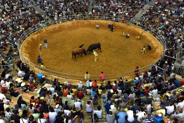 ଜାପାନର ରୋଚକ ଷଣ୍ଢ ଲଢ଼େଇ ! ଏଣିକି ରିଙ୍ଗକୁ ଓହ୍ଲାଇବେ ମହିଳା ।