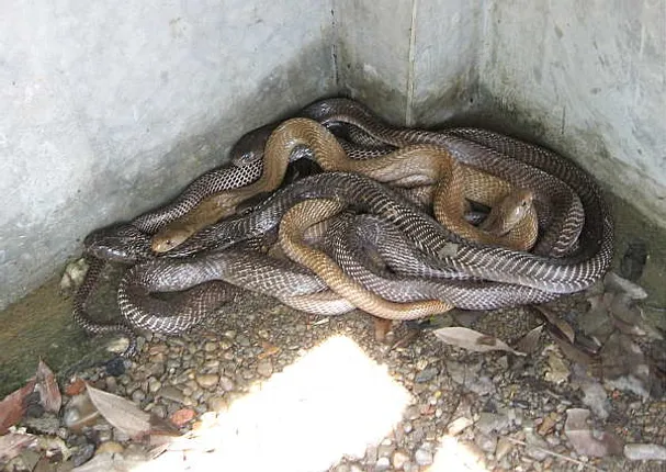 ଘର ଭିତରେ ସ୍ନେକ ଗ୍ୟାଙ୍ଗ ! ଦୁଇଟି ସାପ ମାରିବା ପରେ ଘରୁ ବାହାରିଲେ ୪୦୦ ସାପ ।