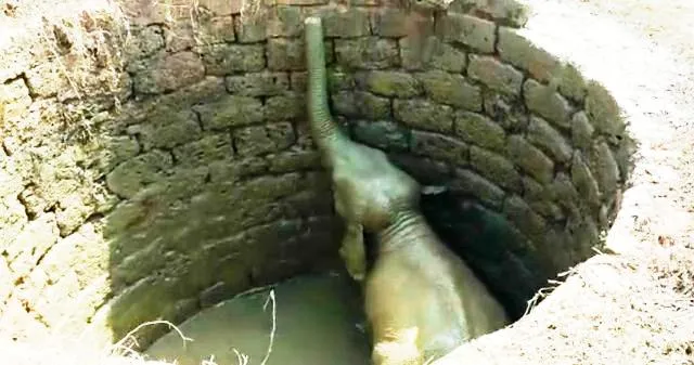 ବନବିଭାଗର କସରତ ପରେ କୂଅ ଭିତରୁ ଉଦ୍ଧାର ହେଲା ହାତୀ ଛୁଆ : ଢେଙ୍କାନାଳ କାମାକ୍ଷାନଗର ପଶ୍ଚିମ ରେଂଜ ଜାମୁଝରା ଗାଁର ଘଟଣା, ଗତରାତିରେ କୂଅ ଭିତରେ ଗଳି ପଡିଥିଲା ହାତୀ