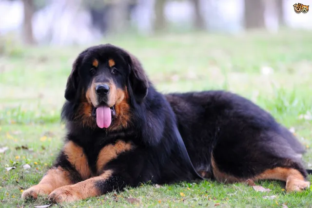 କୁକୁର ଭାବି ଦୋକାନରୁ କିଣିଆଣିଲେ ମହିଳା ! ଦୁଇ ବର୍ଷ ପରେ ସତ ସାମ୍ନାକୁ ଆସିବାରୁ ଉଡିଗଲା ହୋସ ।