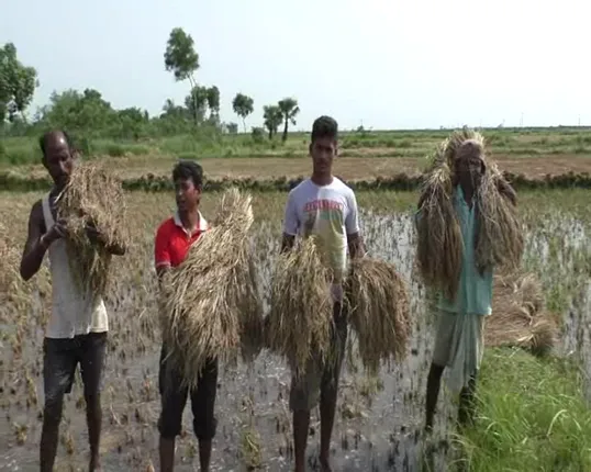 କାଳ ହେଲା କାଳବୈଶାଖୀ ବର୍ଷା: ଉଜାଡିଦେଲା ଡାଳୁଅ ଧାନ । ବର୍ଷା ଯୋଗୁଁ ଯାଜପୁରରେ ହେକ୍ଟର ହେକ୍ଟର ଜମିରେ ଧାନ ଗଜା ହୋଇ ନଷ୍ଟ