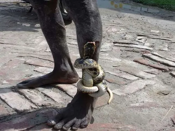 ଚାଷୀଙ୍କ ଗୋଡକୁ କାମୁଡି ଫସିଗଲା ସାପ ! ଜାଣନ୍ତୁ ତା’ପରେ କଣ ହେଲା ।