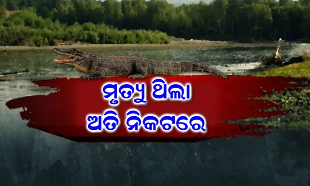 କୁମ୍ଭୀର ମୁହଁରୁ ଅଳ୍ପକେ ବର୍ତ୍ତିଲା ଜୀବନ ! ଡଙ୍ଗାରୁ ବାଲି କାଢ଼ୁଥିବା ବେଳେ ରାଜନଗରର କୈଳାସ ସେଠୀଙ୍କ ଜଂଘକୁ କାମୁଡ଼ି ଧରିଥିଲା କୁମ୍ଭୀର