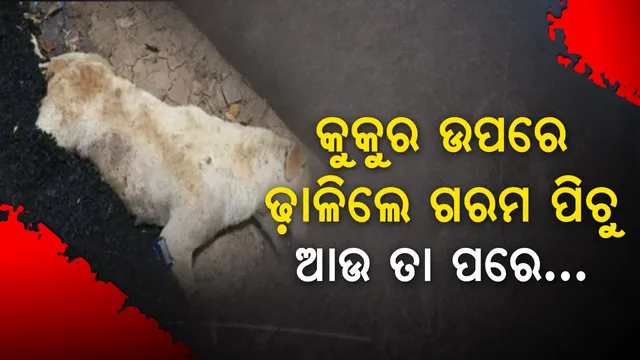 କେତେ ନିର୍ଦ୍ଦୟ ହୋଇପାରେ ମଣିଷ ! ଶୋଇଥିବା କୁକୁର ଉପରେ ତତଲା ପିଚୁ ଢ଼ାଳିଦେଲେ, ଯନ୍ତ୍ରଣାରେ ଛଟପଟ ହେଉଥିବା ବେଳେ ନିର୍ମାଣ କଲେ ରାସ୍ତା