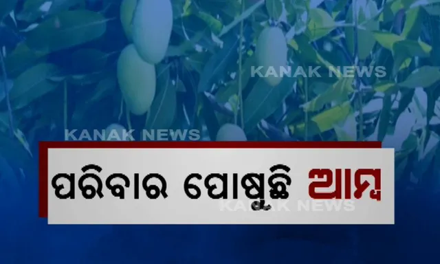 ଆଦିବାସୀଙ୍କ ପରିବାର ପୋଷୁଛି ଆମ୍ବଚାଷ : ଦିଲ୍ଲୀ, ଉତ୍ତରପ୍ରଦେଶ ଓ ପଞ୍ଜାବ ସହରରେ ବିକ୍ରି ହେଉଛି ବାଙ୍ଗିରିପୋଷି ଆମ୍ବ