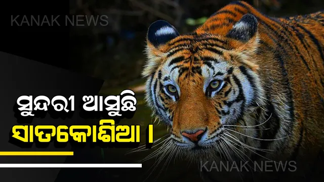 ସୁନ୍ଦରୀ ଆସୁଛି ସାତକୋଶିଆ । ମହାବୀର ସହ ମିଶି ବଢାଇବ ବାଘ ବଂଶ । ଭେଟନ୍ତୁ ସୁନ୍ଦରୀ ବାଘୁଣୀକୁ ।