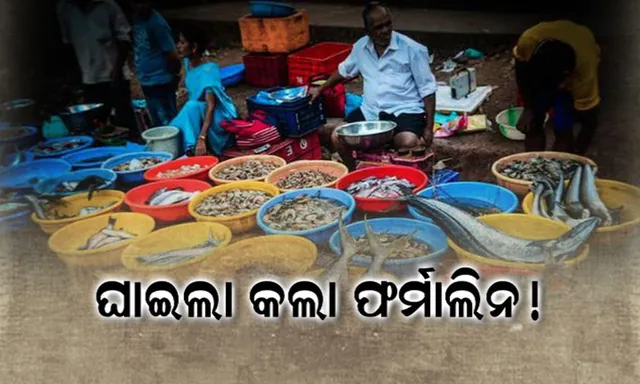 ଫର୍ମାଲିନ ଆତଙ୍କରେ ମାଛ ମାର୍କେଟ ଘାଇଲା ! ଆନ୍ଧ୍ର ମାଛର ଚାହିଦା କମୁଛି, ଦେଶୀମାଛ ପାଇଁ ବିପଦ ବଢୁଛି ।