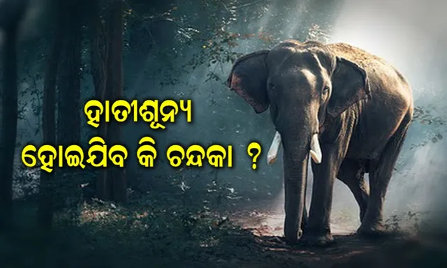 ହାତୀଶୂନ୍ୟ ହୋଇଯିବ କି ଚନ୍ଦକା ? ଜାଣନ୍ତୁ ଚନ୍ଦକାରେ ଅଛନ୍ତି ଏବେ କେତେ ହାତୀ ।