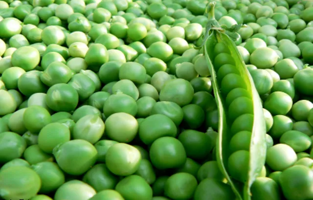 ଗ୍ରୀନ୍ ମଟର ଶରୀରକୁ ଦେଇଥାଏ ଅନେକ ଫାଇଦା ! ରୋଗରୁ କରିଥାଏ ରକ୍ଷା, ଜାଣନ୍ତୁ ଏହାକୁ ଖାଇବାର ପ୍ରକୃତ ପ୍ରକ୍ରିୟା ।