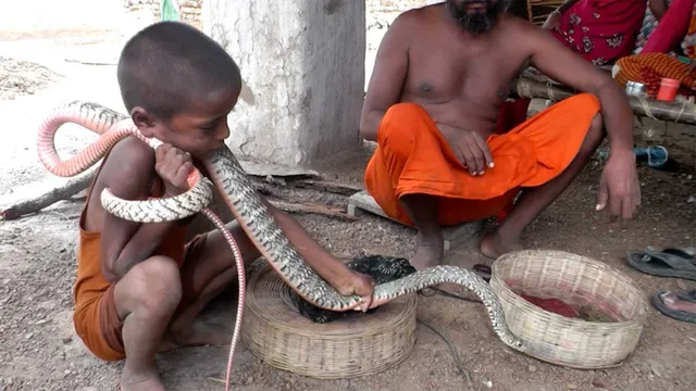 ସାପବି ହୋଇପାରେ ମଣିଷର ବନ୍ଧୁ ! ଏକାଠି ଖାଆନ୍ତି, ଏକାଠି ଖେଳନ୍ତି, ଜାଣନ୍ତୁ ଏହା ପଛର ବଡ ଇତିହାସ ।