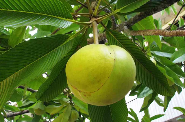 ସ୍ୱାସ୍ଥ୍ୟପାଇଁ କେତେ ଉପକାରୀ ଓଉ ଖଟା, ଆପଣ ଜାଣିଛନ୍ତି କି?