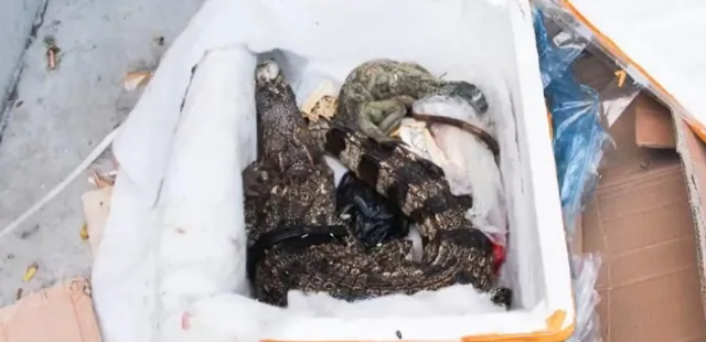 ଅନଲାଇନ ସାଇଟରୁ ଅର୍ଡ଼ର ହୋଇଥିଲା ପ୍ରୋଟିନ ପାଉଡର ! ପାର୍ସଲ ଆସିବା ପରେ ସେଥିରୁ ବାହାରିଲା କୁମ୍ଭିର ।