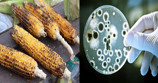 ରାସ୍ତା କଡରେ ବିକ୍ରି ହେଉଥିବା ପୋଡାମକା ଖାଉଛନ୍ତି କି ? ସାବଧାନ ଅଜାଣତରେ ସ୍ୱାସ୍ଥ୍ୟଗତ ସମସ୍ୟାକୁ ଡାକିବା ଭଳି ଭୁଲ୍ କରୁଛନ୍ତି ।