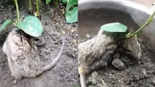 ଜିବୀତ ମୂଷା ଦେହରେ ଗଛ ଉଠିଗଲା ! ଆଶ୍ଚର୍ଯ୍ୟ ହେଲେ ବୈଜ୍ଞାନିକ, କିଭଳି ସମ୍ଭବ ହେଲା ?