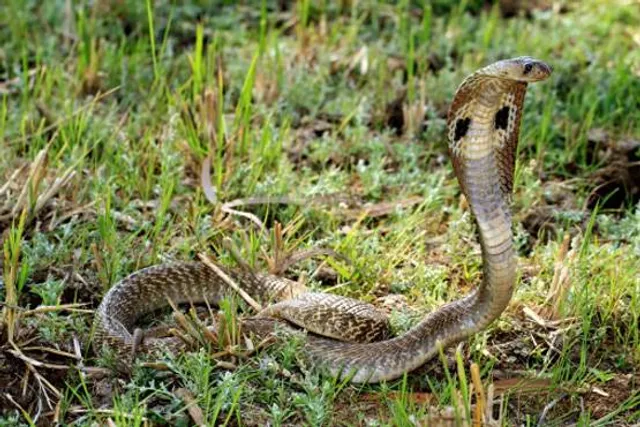 ବିଷଧର ସାପଙ୍କୁ ନେଇ ଚିନ୍ତା । ସାପଙ୍କ ଦୌରାତ୍ମ୍ୟ ରୋକିବାକୁ ସରକାର କରିବେ ସର୍ପ ଯଜ୍ଞ, ଜାଣନ୍ତୁ କେଉଁଠି