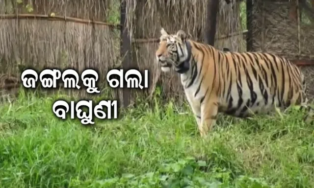 ଜଙ୍ଗଲକୁ ଗଲା ବାଘୁଣୀ । ଏନକ୍ଲୋଜରରେ ନୁହେଁ, ଏବେ ସାତକୋଶିଆ ଜଙ୍ଗଲରେ ବୁଲିବ ‘ସୁନ୍ଦରୀ’ ।