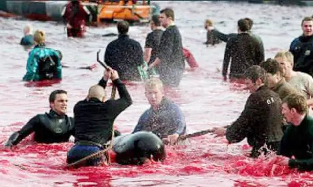 ରଙ୍ଗ ନୁହେଁ ରକ୍ତ ! ଜାଣନ୍ତୁ କାହିଁକି ରକ୍ତରେ ଲାଲ ହେଲା ସମୁଦ୍ରର ପାଣି