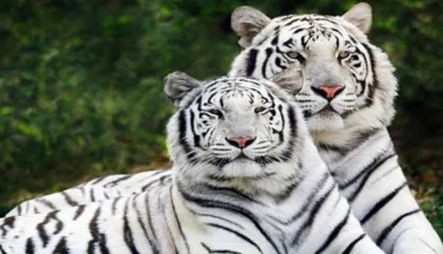 ମନୁଷ୍ୟଙ୍କ ଠାରୁ ମହାନ୍ ବାଘଙ୍କ ବନ୍ଧୁତ୍ୱ ! ୭ ବର୍ଷ ହେବ ଏକାଠି ରହୁଛନ୍ତି କିଶନ ଓ ଗଙ୍ଗା ।