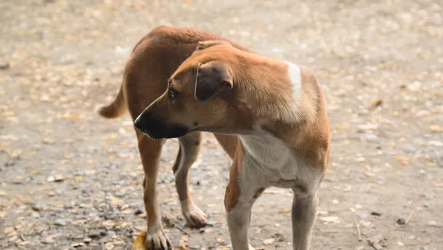 ର‌୍ୟାଲିରେ ପଶିଥିବା କୁକୁରକୁ ସୁରକ୍ଷାକର୍ମୀ ମାରିଲେ ଗୋଇଠା, ବଞ୍ଚାଇଲେ ରାହୁଲ ଗାନ୍ଧି ।