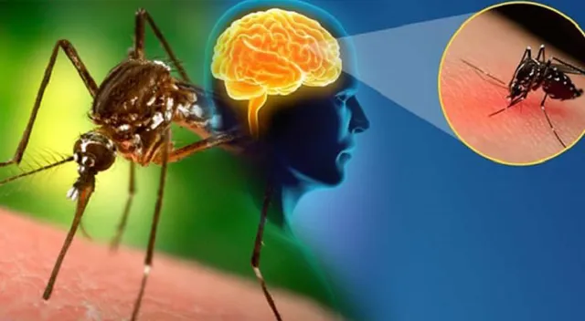 ମଶା କାମୁଡିଲେ ହେଉଛି ଜାପାନୀ ଜର ! ଜାଣନ୍ତୁ ଲକ୍ଷଣ ଏବଂ ପ୍ରତିକାର ।