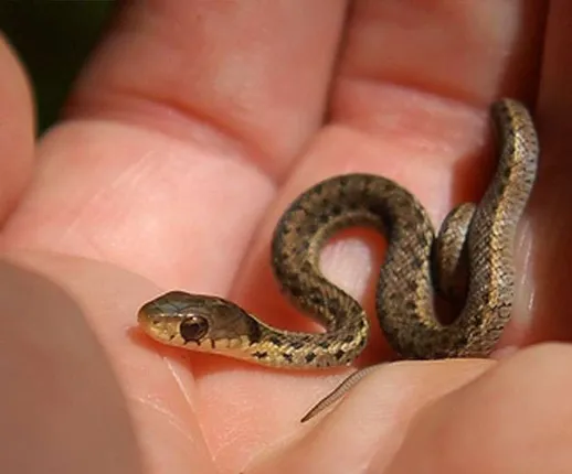 ମଦ ନିଶାରେ ଏହି ବ୍ୟକ୍ତି ଗିଳିଦେଲେ ଜିଅନ୍ତା ସାପ ! ଆଉ ତା ପରେ...