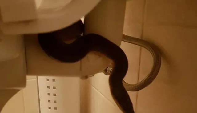 ଶୈାଚ ହେବାପାଇଁ ଯାଇଥିଲେ ଗାଧୁଆଘର : ସେଠାରେ ଯାହା ଦେଖିଲେ ତାହା ଶୁଣିଲେ ଉଡିଯିବ ହୋସ