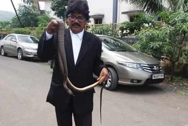 କୋର୍ଟରେ ବିଚାରପତିଙ୍କୁ କାମୁଡିଦେଲା ସାପ ! ଘଟଣା ଘଟିବାପରେ ସାପକୁ ଧରି ବଣରେ ଛାଡିଲେ ଓକିଲ