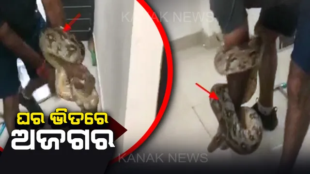 ଘର ଭିତରୁ ବାହାରିଲା ବିରାଟ ଅଜଗର । ଗଛ ଡାଳ ଦେଇ ଚଢିଥିଲା ତିନି ମହଲା ।