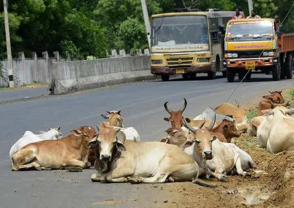 ରାସ୍ତାରେ ମାଳମାଳ ହେଉଥିବା ପଶୁଙ୍କ ଉପରେ ନଜର ରଖିବ ସିସିଟିଭି ! ଖୁବଶୀଘ୍ର ଏହି ଯୋଜନା ହେବ କାର୍ଯ୍ୟକାରୀ ।