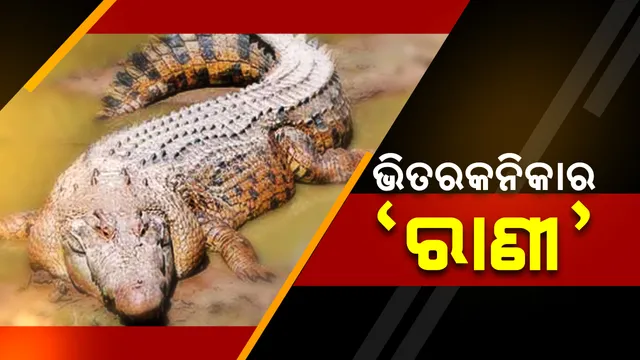 ଗୋରୀ ପାଲଟିଛି ଭିତରକନିକାର ରାଣୀ ! ଦେଖିବାକୁ ପର୍ଯ୍ୟଟକଙ୍କ ଭିଡ, ୪୩ ବର୍ଷ ଧରି ଅଭୟାରଣ୍ୟରେ ଅଛି ଧଳା କୁମ୍ଭୀର ।