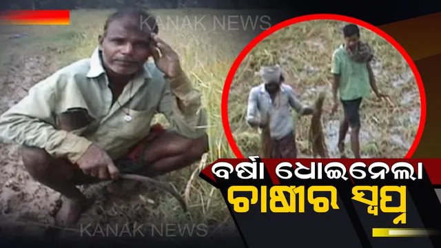 ବର୍ଷା ଧୋଇନେଲା ଚାଷୀର ସ୍ୱପ୍ନ : କେନ୍ଦ୍ରାପଡା ଗରଦପୁର ବ୍ଲକରେ ୧୮ ପଂଚାୟତରେ ବିଲରେ ଜମିଛି ଅକାତକାତ ପାଣି