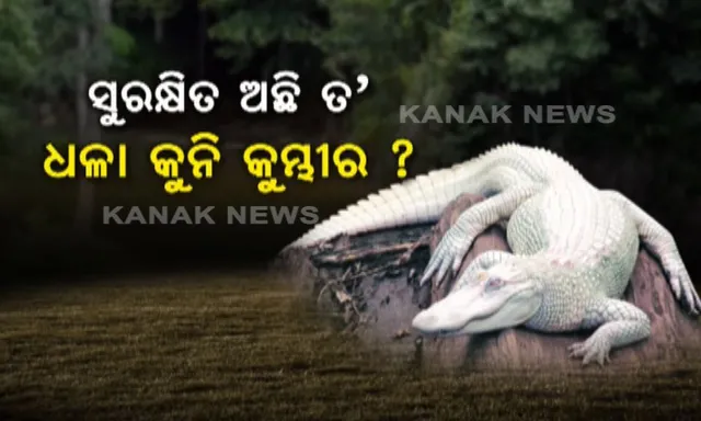 ଭିତରକନିକା ଜାତୀୟ ଉଦ୍ୟାନରୁ ଉଭାନ ହୋଇଗଲା ଗୋରୀ  : ୪୩ ବର୍ଷ ପରେ କୁତ୍ରିମ ଉପାୟରେ କୁମ୍ଭୀର ଅଣ୍ଡାରୁ ବାହାରିଥିଲା ଧଳା କୁମ୍ଭୀର