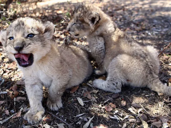 ବୈଜ୍ଞାନିକଙ୍କ ବଡ ସଫଳତା ! କୃତ୍ରିମ ଉପାୟରେ ଜନ୍ମ ନେଲା ଦୁନିଆର ପ୍ରଥମ ସିଂହ ଛୁଆ ।