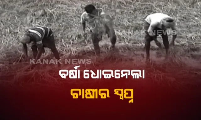 ସୁନାର ଫସଲ ଧୋଇନେଲା ବୈତରଣୀ ବନ୍ୟା ! ହଜାର ହଜାର ହେକ୍ଟର ଜମିରେ ନଷ୍ଟ ହେଲା ଅମଳକ୍ଷମ ଧାନ ଫସଲ, କ୍ଷତିପୂରଣ ଦାବି ।