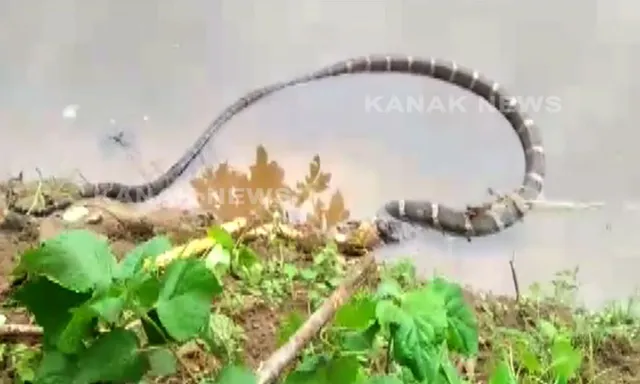 ଢମଣାକୁ ଗିଳିଲା ଅହିରାଜ : ମାଛ ଜାଲରେ ଛନ୍ଦି ହୋଇଥିବା ଢମଣାକୁ ଗିଳି ଦେଲା ଅହିରାଜ