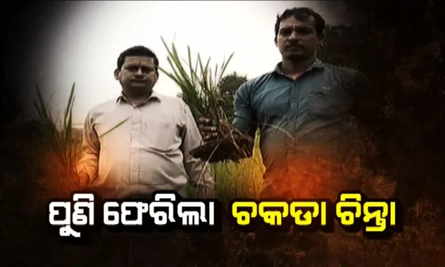 ପୁଣି ସମ୍ବଲପୁର ଫେରିଲା ଚକଡା ଚିନ୍ତା : ଧାନ କ୍ଷୀର ଭରିବା ବେଳେ ଲାଗିଲା ମହାମାରୀ ଚକଡା । କୀଟନାଶକ କାମ ନକରିବାରୁ ଚିନ୍ତାରେ ଚାଷୀ