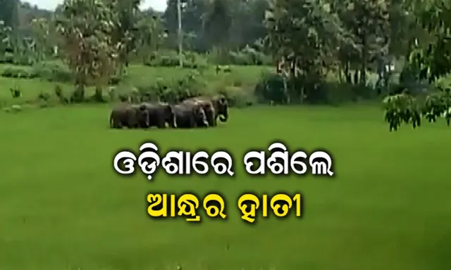 ଓଡ଼ିଶାରେ ଆନ୍ଧ୍ର ହାତୀ ପଲ ଆତଙ୍କ । କେଉଁଠି ଘର ଭାଙ୍ଗୁଛନ୍ତି ତ କେଉଁଠି ଫସଲ କରୁଛନ୍ତି ନଷ୍ଟ ।