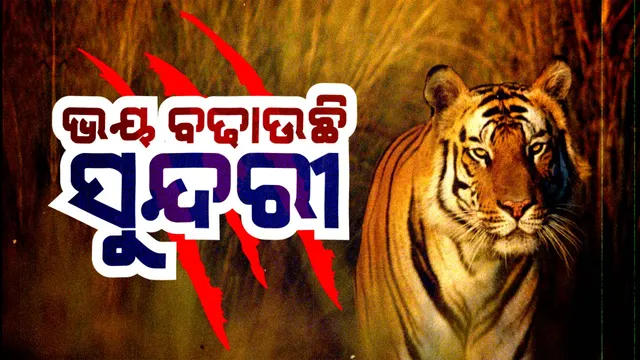 ଭୟ ବଢାଉଛି ବାଘୁଣୀ, ସୁନ୍ଦରୀ ପାଇଁ ରାତି ଅନିଦ୍ରା ! ବାଛୁରୀ ମୃତ୍ୟୁ ପରେ ଅନୁଗୁଳ ବିପ୍ରଡିହରେ ସୁନ୍ଦରୀ ଉପସ୍ଥିତି ନେଇ ବଢିଲା ସନ୍ଦେହ