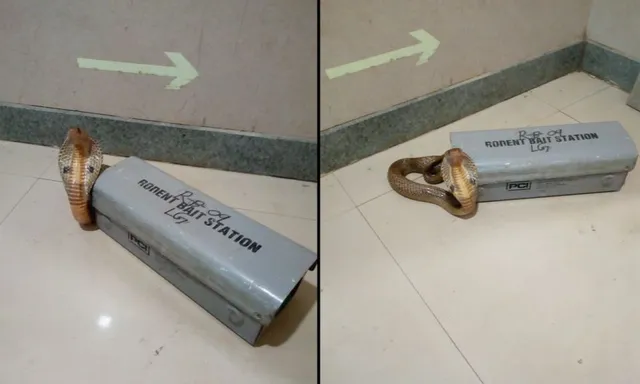 ମୂଷା ଯନ୍ତାରେ ନାଗ: ଭୁବନେଶ୍ୱର ଆମ୍ରି ହସ୍ପିଟାଲରେ ବସା ଯାଇଥିବା ଯନ୍ତାରେ ଅଠାରେ ଲାଖିଲା ନାଗସାପ