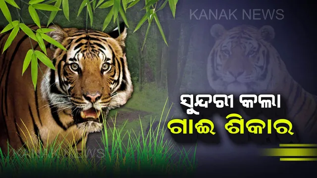 ସାତକୋଶିଆରେ ପୁଣି ‘ସୁନ୍ଦରୀ’ ଆତଙ୍କ : ୪ ବାଛୁରୀ ଓ ଗୋଟିଏ ବଳଦକୁ ଆକ୍ରମଣ କଲା ବାଘୁଣୀ