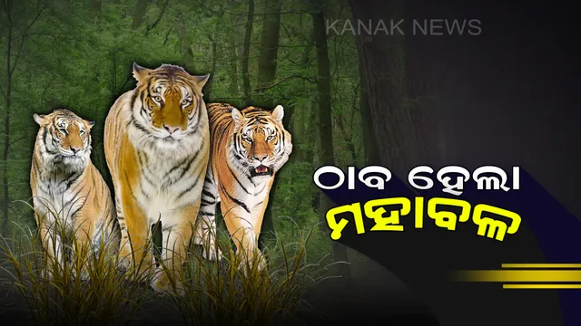 ମଧ୍ୟପ୍ରଦେଶର ଯୁବରାଜ ମହାବୀର ସାତକୋଶିଆର ମହାରାଜ ହୋଇପାରିଲାନି ।
