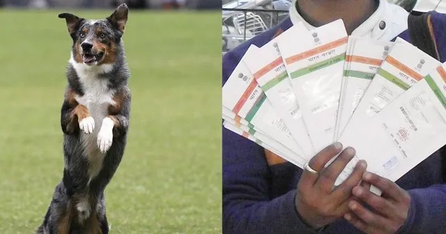 ରାସନ କାର୍ଡରେ ‘କୁକୁର’ ନେଉଥିଲା ରାସନ ସାମଗ୍ରୀ ! ଆଧାର କାର୍ଡରୁ ହେଲା ପର୍ଦ୍ଦାଫାସ୍