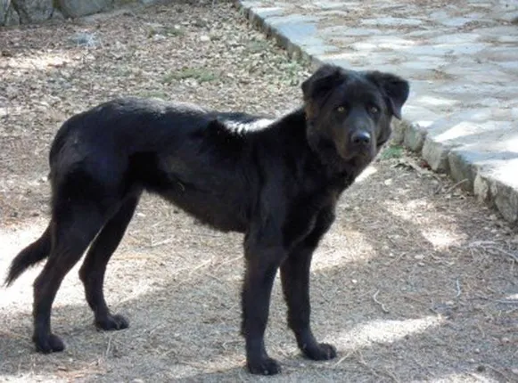 ନବଜାତ ଶିଶୁର କଟା ମୁଣ୍ଡକୁ ଧରି ହସ୍ପିଟାଲରେ ଘୂରିବୁଲିଲା କୁକୁର ! ଯିଏ ଦେଖିଲା ସିଏ ହୋଇଗଲା ସ୍ତବ୍ଧ ।