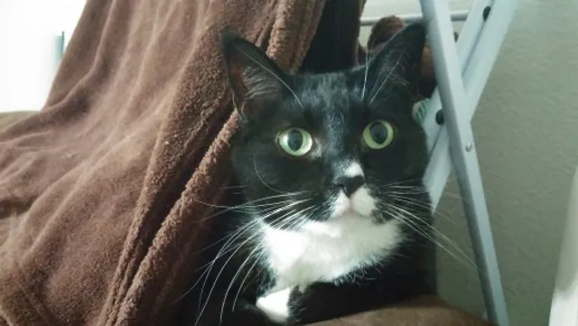 ନବଜାତ ଶିଶୁ କାନ୍ଦୁଥିବା ଦେଖି ଉଠାଇ ନେଲା ବିଲେଇ ! ତା’ପରେ ଯାହା ଘଟିଲା ଶୁଣିଲେ ହୋଇଯିବେ ଆଶ୍ଚର୍ଯ୍ୟ ।