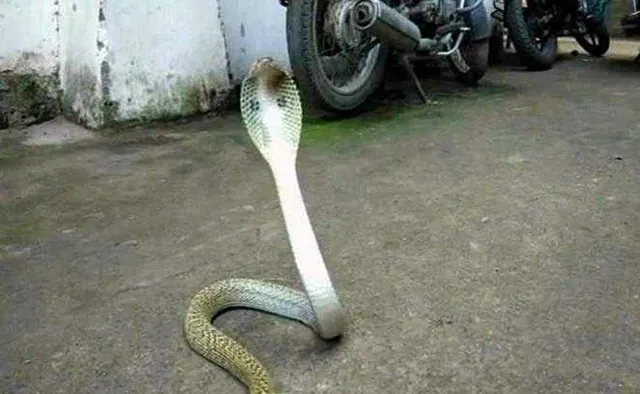 ଲେଡିଜ୍ ହଷ୍ଟେଲରୁ ଉଦ୍ଧାର ହେଲା ୫ ଫୁଟ ଲମ୍ବାର ନାଗ ସାପ ! ଅଳ୍ପକେ ବର୍ତ୍ତିଲେ ଛାତ୍ରୀ ।