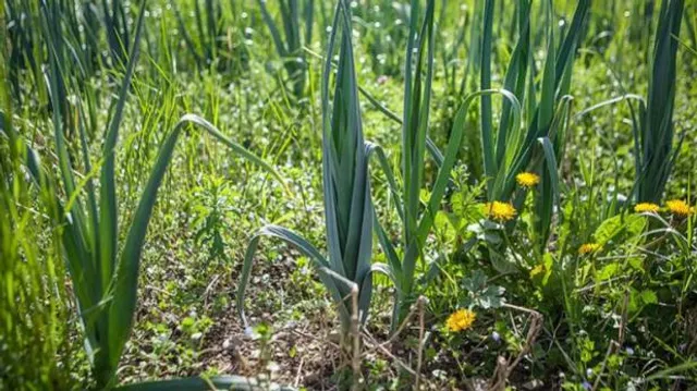 ଗାଁ ଲୋକଙ୍କ ପାଇଁ ଛାଡିଲେ ବୈଜ୍ଞାନିକ ଚାକିରି! ଏବେ ଗାଁରେ ଔଷଧ ତିଆରି କରିବା ସହ କରୁଛନ୍ତି ଚାଷ ।