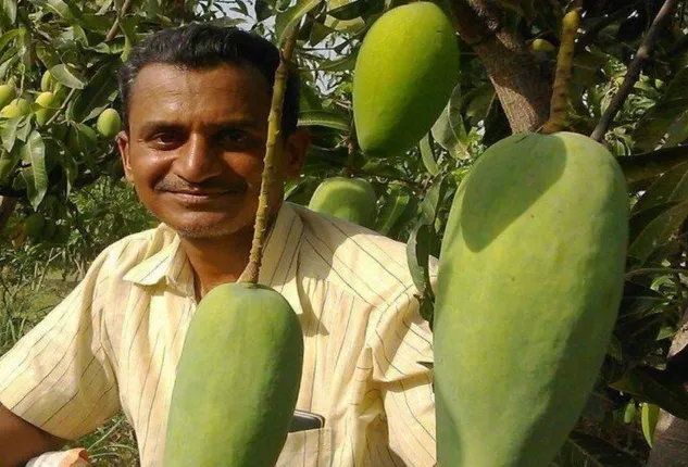 ବ୍ୟକ୍ତିଜଣକ ଆପଣାଇଲେ ଏଭଳି ଏକ ଟେକନିକ୍ , ଗୋଟିଏ ଗଛରେ ଫଳିଲା ୫୧ ପ୍ରକାରର ଆମ୍ବ ।