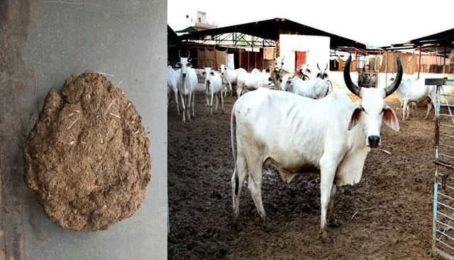 ଅଲୋଡା ନୁହେଁ ଗୋବର ! ଏବେ ଗୋପାଳକ ଟନ୍ ଟନ୍ ଗୋବର ବିକ୍ରି କରି କମାଇପାରିବେ ଏତେ ଟଙ୍କା ।