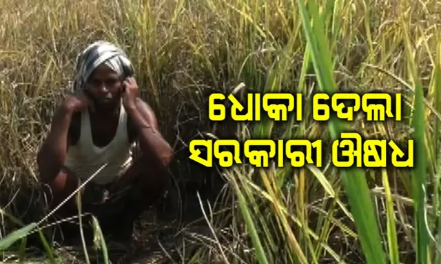 ଚାଷୀଙ୍କୁ ଧୋକାଦେଲା ସରକାରୀ କୀଟନାଶକ ଔଷଧ ! ନଷ୍ଟହେଲା ଶହଶହ ହେକ୍ଟର ଚାଷଜମି ।