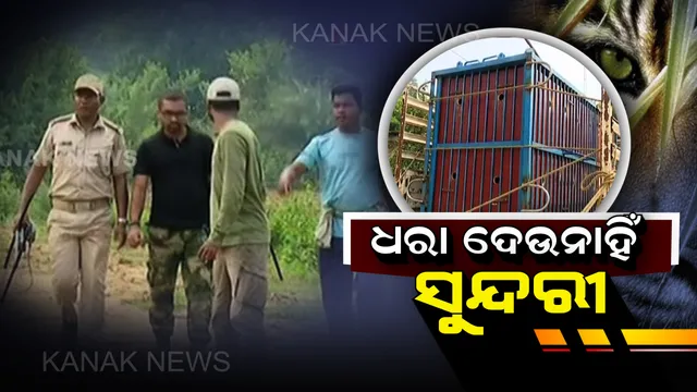 ଘଂଚ ଜଙ୍ଗଲ ମଧ୍ୟରେ ରହିଛି ବାଘୁଣୀ । ସୁନ୍ଦରୀକୁ ଧରିବାକୁ  ବନବିଭାଗ ନାକେଦମ, ଦୁଇଟି ପୋଷାହାତୀର ସହାୟତା ନେବାକୁ ଚିନ୍ତା